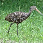 Limpkin